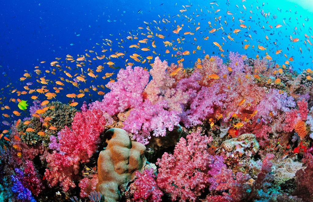underwater-scene-soft-corals.jpg
