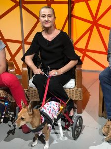 Bike for animals e cani disabili