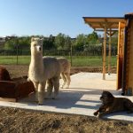 Alpaca di Marano