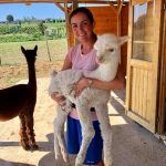 Alpaca di Marano
