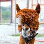 Alpaca di Marano