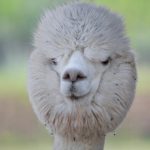 Alpaca di Marano