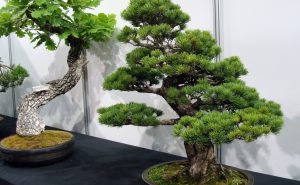 bonsai