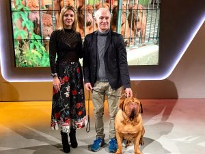 Dogue de bordeaux