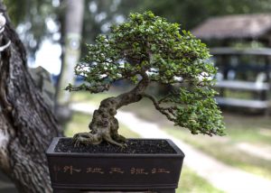 bonsai