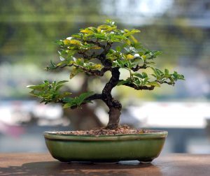 bonsai