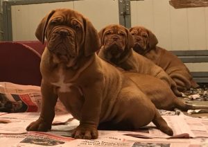 dogue de bordeaux