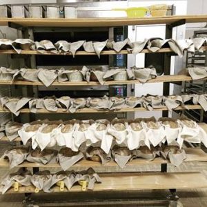 pane enzimatico bio