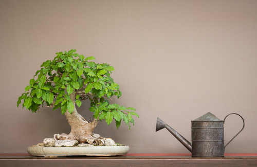 rimedi bonsai